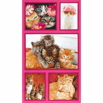 Cat Crazy - Multi Panel