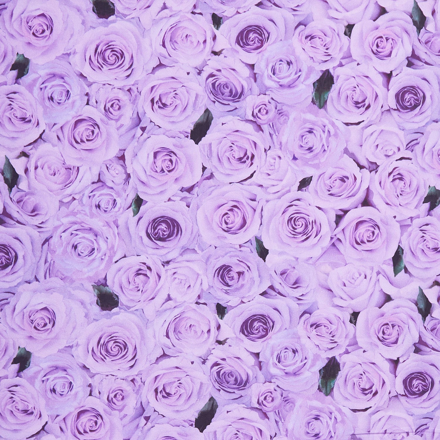 purple rose background wallpaper